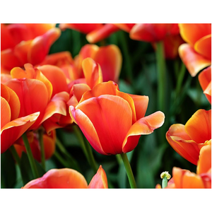 Orange Tulips - Professional Prints