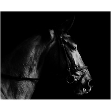 Load image into Gallery viewer, B&amp;W Horse - Professional Prints
