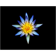Load image into Gallery viewer, Blue Flower Centerpiece - Professional Prints
