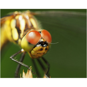 Dragonfly Eyes - Professional Prints