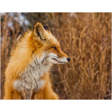Load image into Gallery viewer, Fox - Professional Prints

