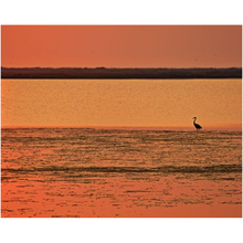 Load image into Gallery viewer, Egret Enjoying The Sunrise - Professional Prints
