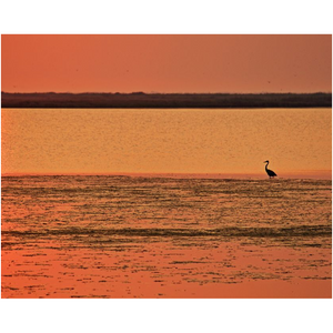 Egret Enjoying The Sunrise - Professional Prints