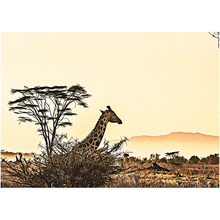 Load image into Gallery viewer, Safari Giraffe - Professional Prints
