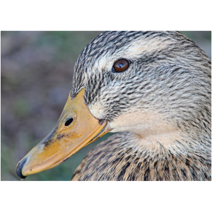 Duck Eye - Professional Prints
