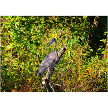 Load image into Gallery viewer, Heron On A Tree - Professional Prints
