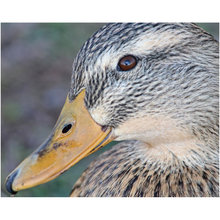 Load image into Gallery viewer, Duck Eye - Professional Prints
