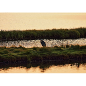 Heron In The Marsh - Professional Prints