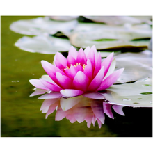 Load image into Gallery viewer, Pink Water Lilly - Professional Prints
