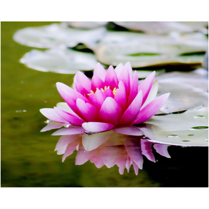 Pink Water Lilly - Professional Prints