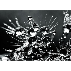 Blowball Waterdrops - Professional Prints