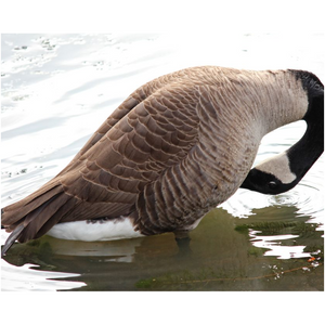 Cleaning Goose - Professional Prints