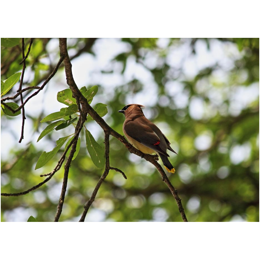 Waxwing - Professional Prints