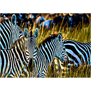Zebras In The Wild - Professional Prints
