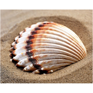 Shell In The Sand - Professional Prints
