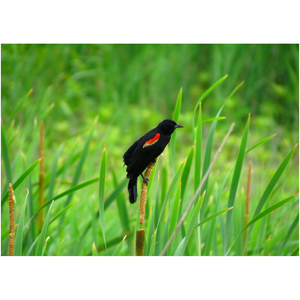 Black Bird On Milkweed - Professional Prints