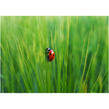 Load image into Gallery viewer, Ladybug In The Grass - Professional Prints
