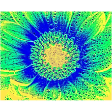 Load image into Gallery viewer, Flower Burst - Professional Prints

