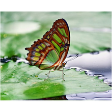 Load image into Gallery viewer, Green Butterfly - Professional Prints
