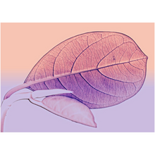 Load image into Gallery viewer, Pink Leaf - Professional Prints
