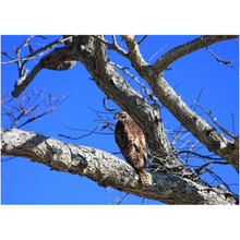 Load image into Gallery viewer, Hawk In A Tree - Professional Prints
