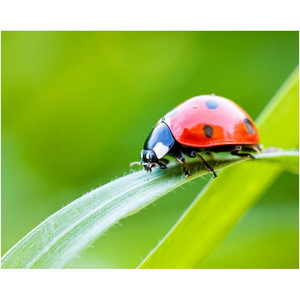Ladybug On Green - Professional Prints