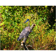 Load image into Gallery viewer, Heron On A Tree - Professional Prints
