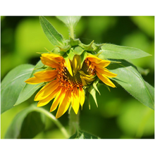Load image into Gallery viewer, Wilted Sunflower - Professional Prints
