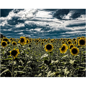 Dark Sunflower Field - Professional Prints
