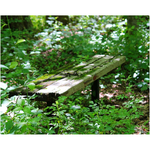 Overgrown Bench - Professional Prints