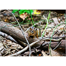 Load image into Gallery viewer, Chipmunk - Professional Prints
