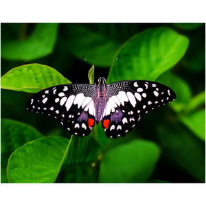 Black Butterfly - Professional Prints