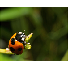 Load image into Gallery viewer, Natures Ladybug - Professional Prints
