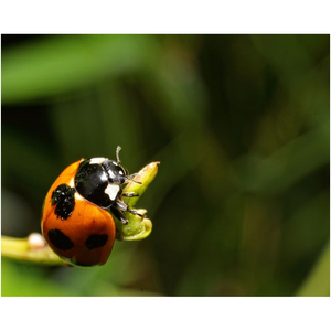Natures Ladybug - Professional Prints
