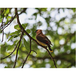 Waxwing - Professional Prints