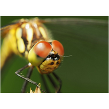 Load image into Gallery viewer, Dragonfly Eyes - Professional Prints
