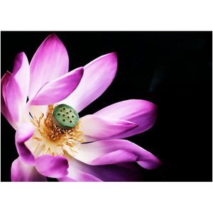 Pink Lotus Flower - Professional Prints
