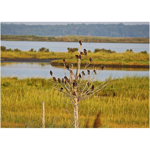 Birds In A Tree - Professional Prints