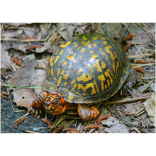 Load image into Gallery viewer, Turtle - Professional Prints
