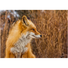 Load image into Gallery viewer, Fox - Professional Prints
