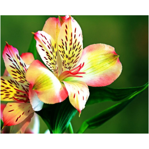 Flower Bloom - Professional Prints