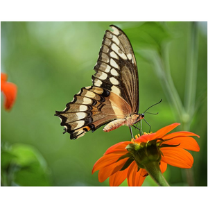 Butterfly On Orange Flower - Professional Prints