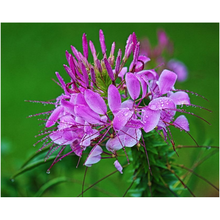 Load image into Gallery viewer, Purple Plant - Professional Prints
