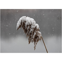 Load image into Gallery viewer, Sticking Snow - Professional Prints
