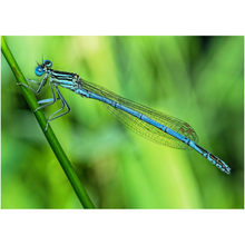 Load image into Gallery viewer, Extended Dragonfly - Professional Prints
