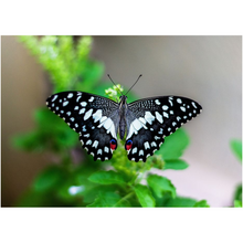 Load image into Gallery viewer, Black &amp; White Butterfly - Professional Prints
