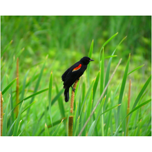 Load image into Gallery viewer, Black Bird On Milkweed - Professional Prints
