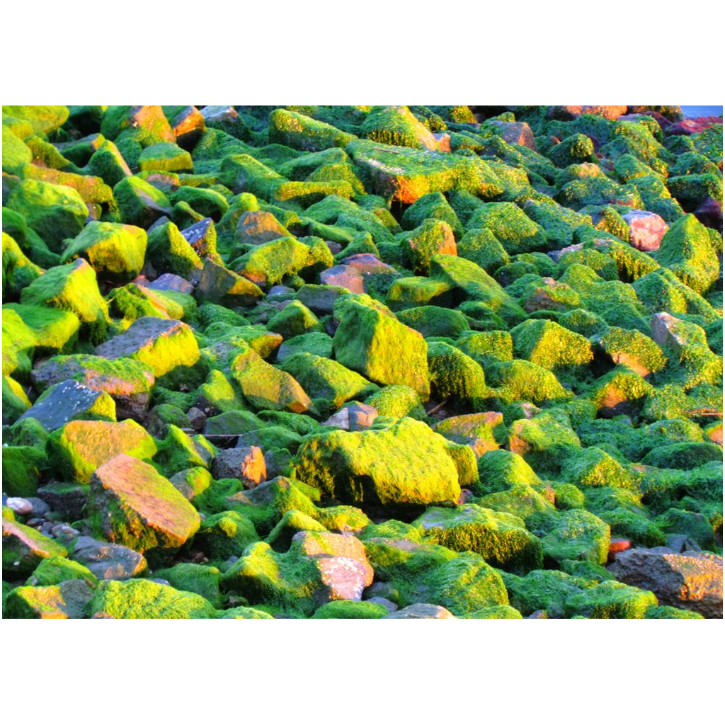 Algae Rocks - Professional Prints