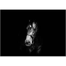 Load image into Gallery viewer, Horse Portrait - Professional Prints
