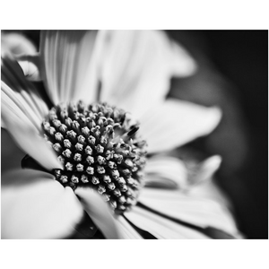 B&W Macro Flower - Professional Prints